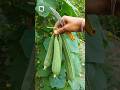 #mygarden #jhinge #turai #garden #plantcare