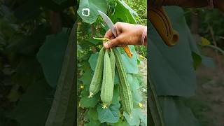#mygarden #jhinge #turai #garden #plantcare