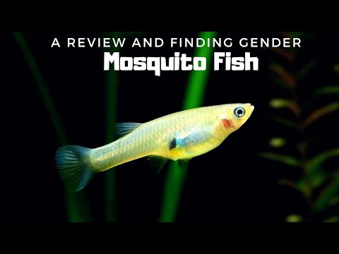 Use of Most Hardy Mosquito Fish in Regular Life…