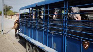 Caballos Listos En El Remolque