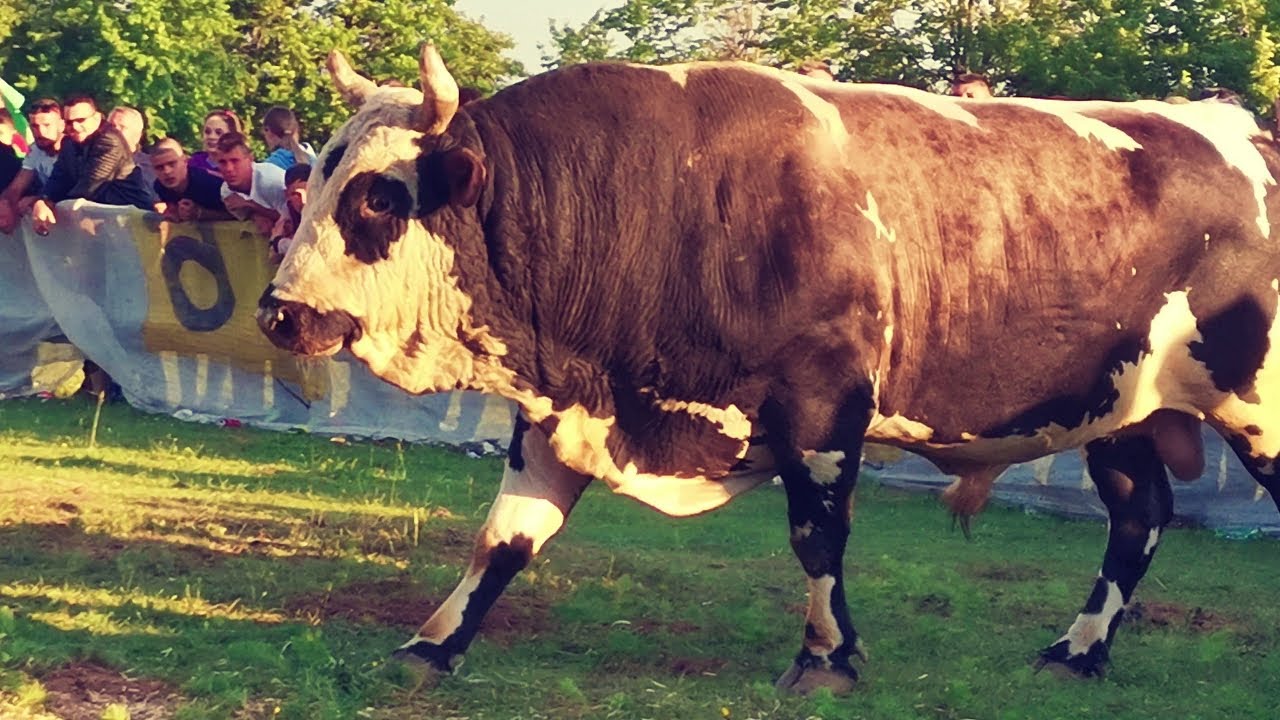 BRENER (SALKANOVIĆ) - JELENKO (PIPO) BRDA VAREŠ 2022 KORIDA