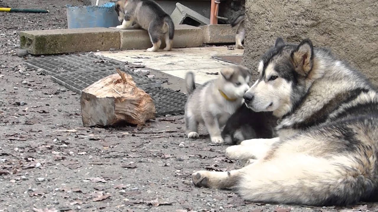 Un Tas De Malamutes Youtube
