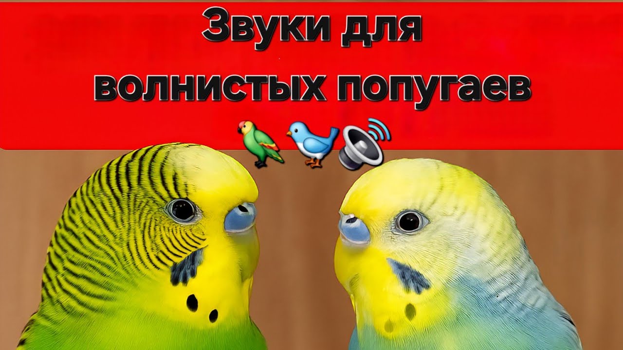 🦜 Звуки для Волнистых Попугаев 🔊 | Аудио для Размножения и Привлечения Пары 🎶 16 мая 2025 г.