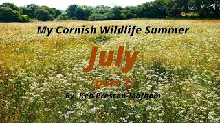 My Cornish Wildlife Summer   July part 2