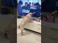 😺 Funny &amp; Cute Animal Videos Compilaton Of The 2025 🤣