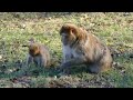 Amazing monkeys moment with her baby!!4 fact about monkeys