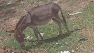Super murrah donkey meeting first time