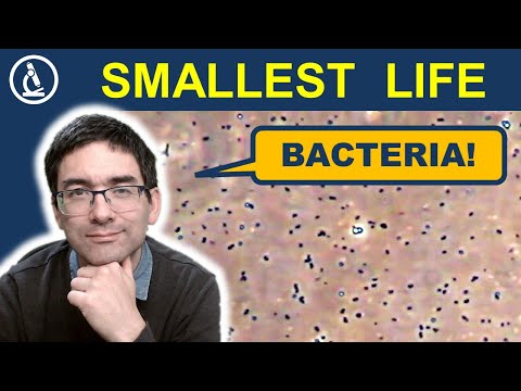 BACTERIA: all you ever wanted (or not wanted) to know 🔬 238