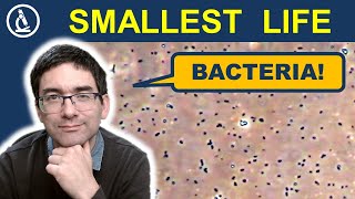 BACTERIA: all you ever wanted (or not wanted) to know 🔬 238