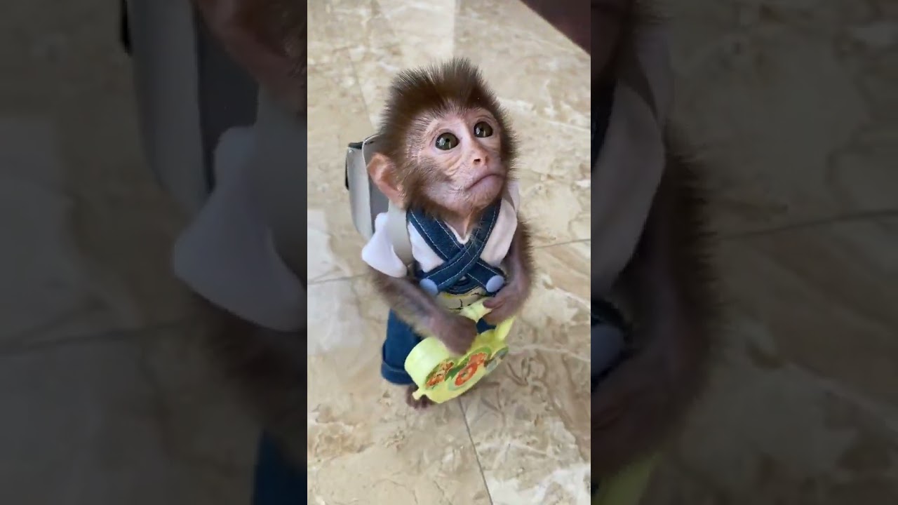 The monkey looks like a man