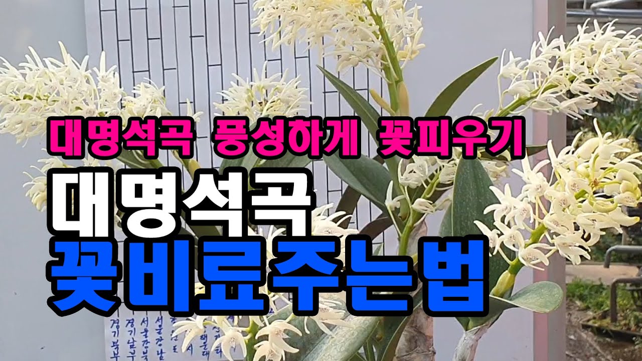 대명석곡 꽃비료 주기 김기아남, 대명석곡 풍성한 꽃 보기