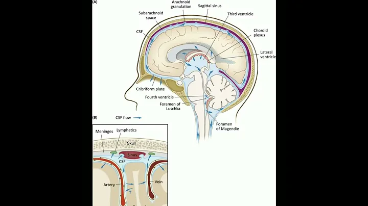 CSF circulation in brain#doctor #shortsfeed #shortsfeed #short