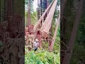 The tree fell down satisfying oddlysatisfying asmr fyp tree #Shorts #michael.katouzi