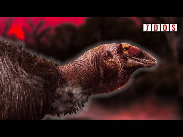 The New Look of Prehistoric Australia’s ‘Thunder Birds’ | 7 Days of Science class=