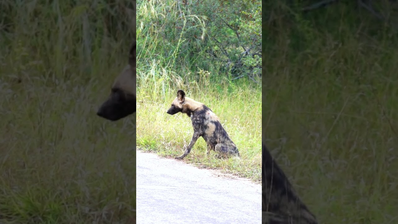 Wild-dog in Kruger National Park, South Africa.