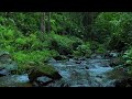 Powerful River Flow in Nature | Soothing Water Sounds for Deep Focus, Deep Sleep, adn Insomnia