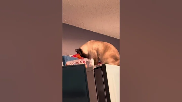 Video 11307241: funnycats siamese, siamese kittens love, siamese kitten playing, funnycats funnycatvideos, kitten steals, cat