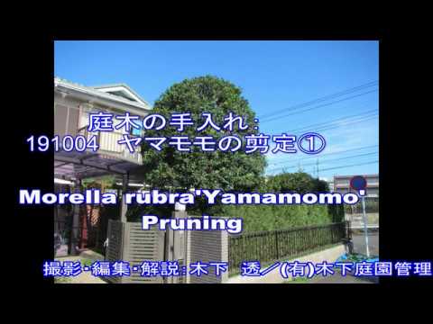 No 077 ヤマモモの剪定 Youtube