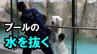 水を抜いたプールで遊ぶホッキョクグマと飼育員