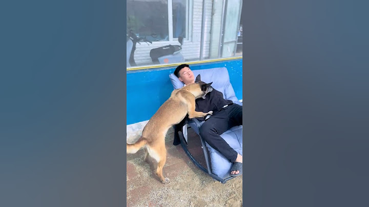 In dangerous moments, emergency rescue dogs are awesome!