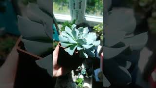 Эхеверия Топси Турви echeveria Topsy Turvy succulents суккуленты эхеверия echeveria