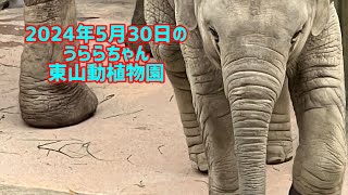 2024年5月30日のうららちゃん　東山動植物園うらら#ゾウ#象#ぞう#東山動植物園 #動物園#動物