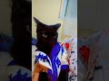 مسكين بغى يجري قطط     