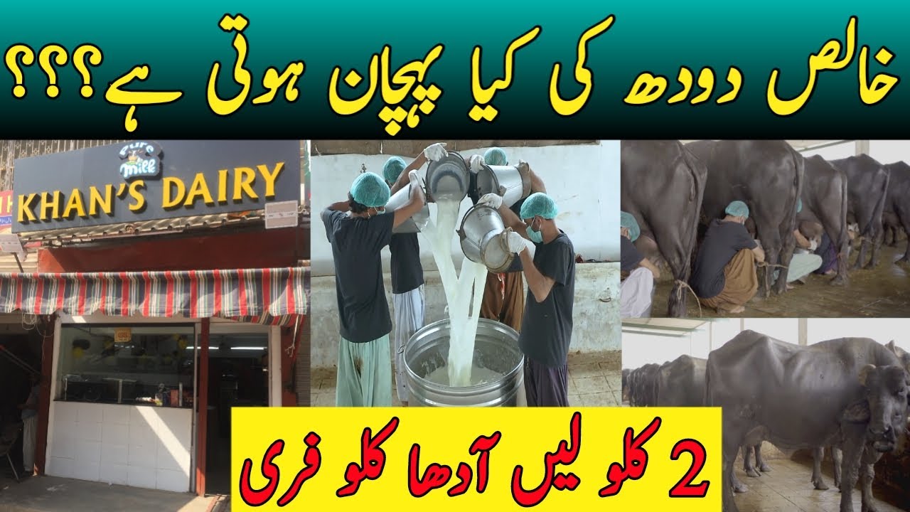 Dairy Farm In Karachi Khan's Dairy Dairy Farm Business In Pakistan