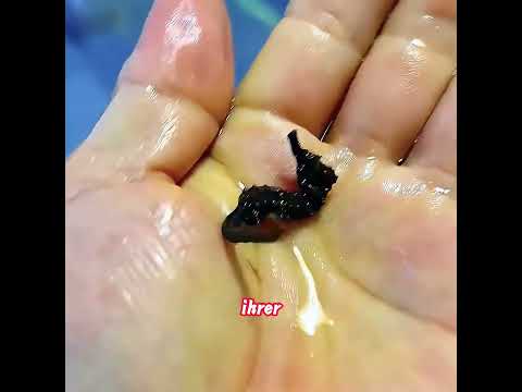 Das Mädchen entdeckte am Strand einen durchsichtigen Fisch.