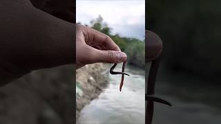 Survival skill: water purification in the wild💦 #camping #survival #outdoors#bushcraft