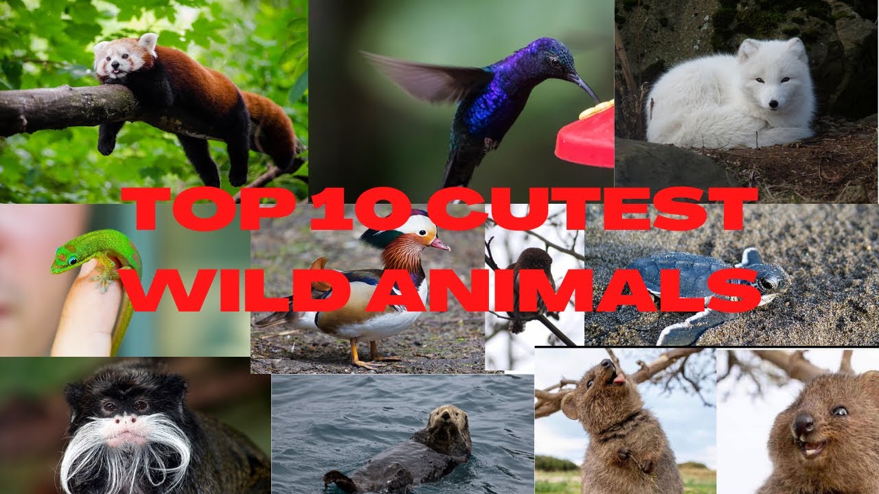 TOP 20 CUTEST WILD ANIMALS IN THE WORLD 🐼 YouTube