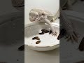Let me show you how it eats #beardeddragon #wildlifesurvival #reptiles #wildlifesimulation #lizard
