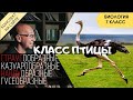 Класс Птицы. Биология 7 класс. Отряды бескилевых птиц. Гусеобразные. Страус, Нанду, Казуаровые и Эму