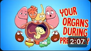 Your Body's Organs During Pregnancy
