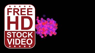 Free Stock Videos – purple pink flowers on black background 2D animation