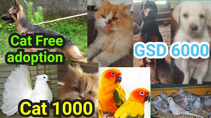 Video 11904901: persian cat kitten pet, persian cat pets dog, persian cat low, cat pet adoption