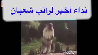 نداء أخير ل راتب شعبان