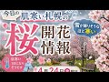 【札幌今日の桜🌸情報】4月24日 今日はとても寒い札幌からの30分ほどのライブです‼️