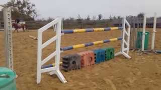 5yo 148cm pony by Beach Ball ***FOR SALE***