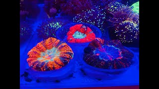 Big Blue Reef at Night!!! Please Like and Subscribe!!!!