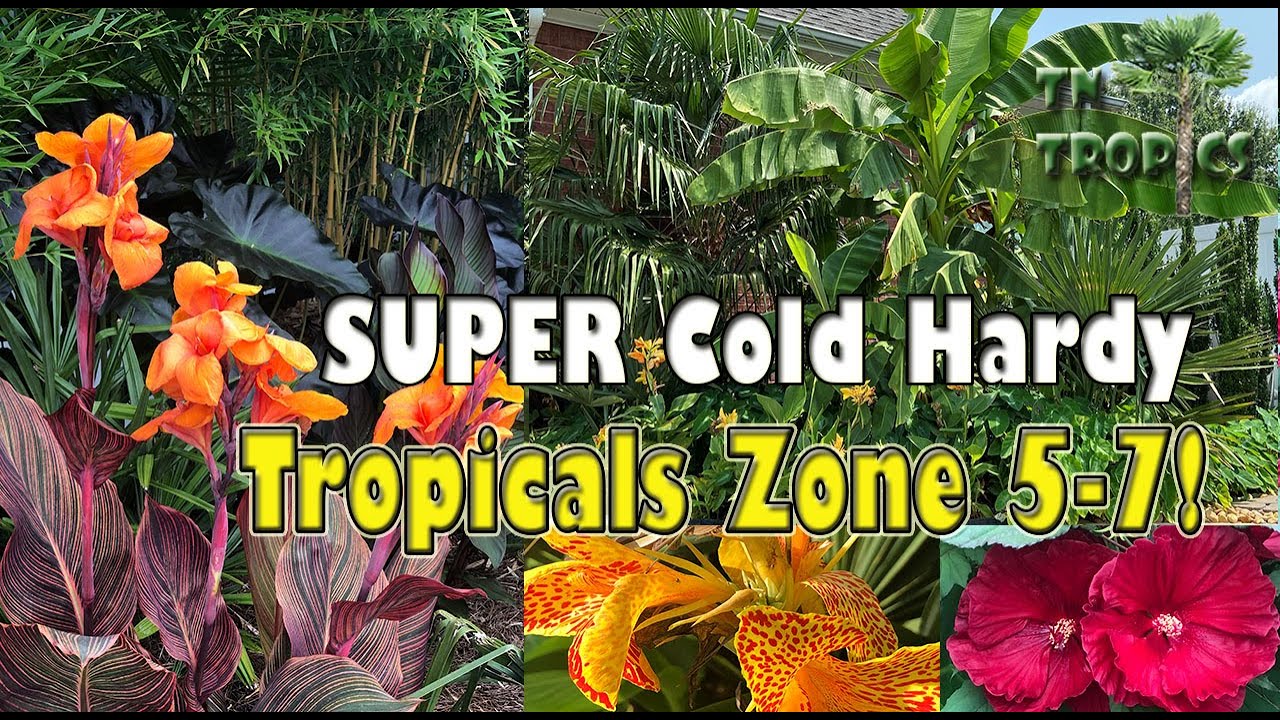 SUPER Cold Hardy Tropical Plants for Zones 57! YouTube