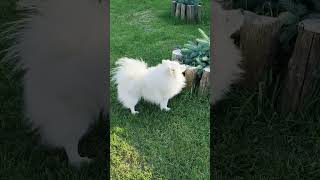 Japanese spitz