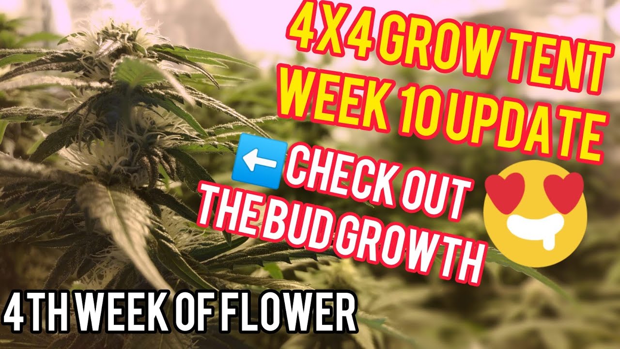 Week 10: 4x4 Cannabis Grow Tent - Remo Nutrients Working Hard