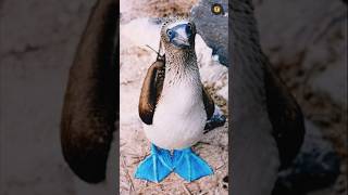 Blue Footed Booby | Funny and Adorable Clowns