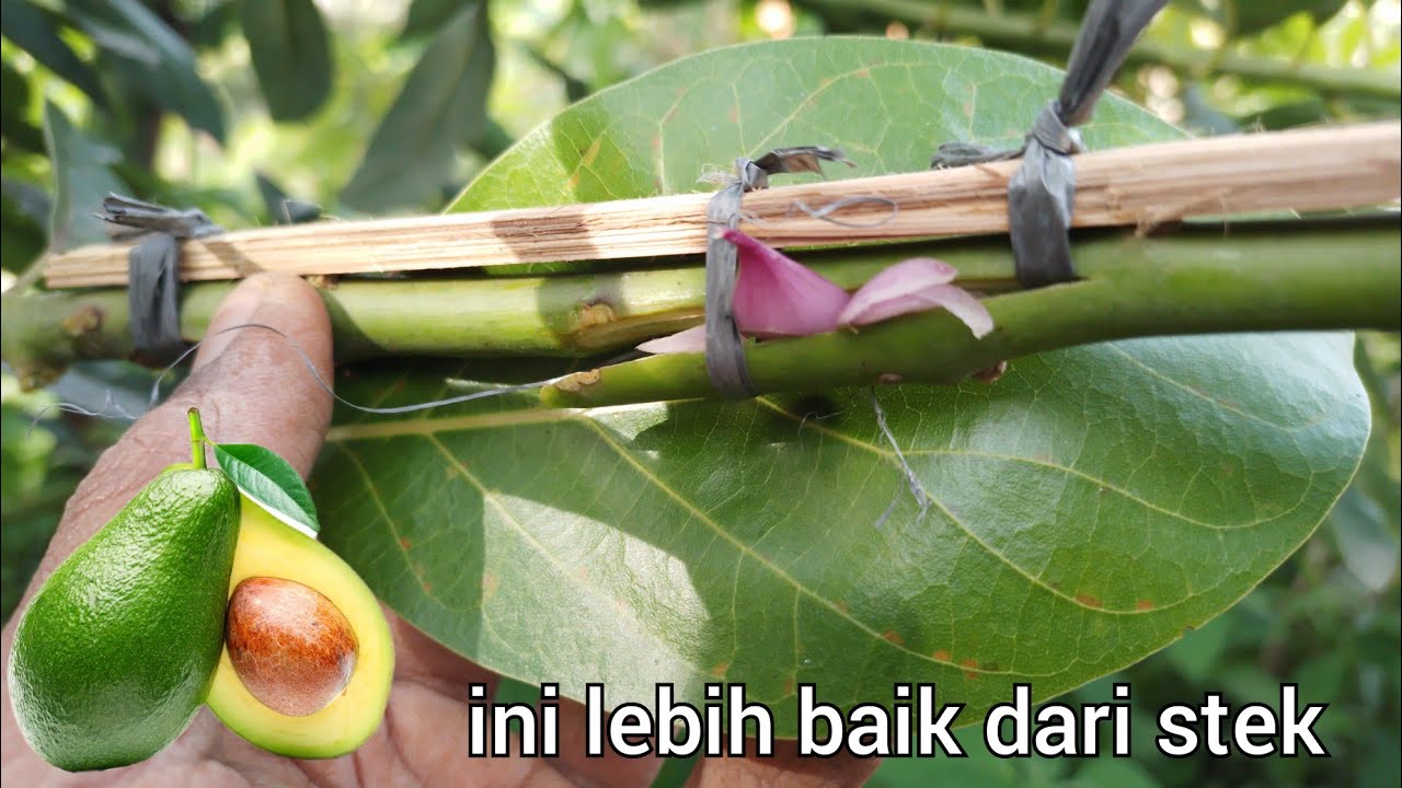 ANDA BELUM TAHU,!!! ini caranya mencangkok alpukat cepat tumbuh akar