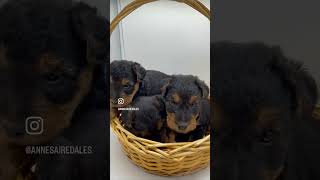 Available welsh terrier puppies!