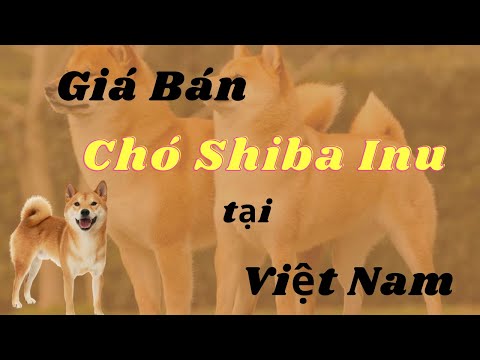Video Giá bán chó Shiba Inu tại Việt Nam - Bé Shiba về chủ... - youtube