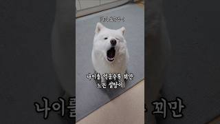 나이를 먹을수록 꾀만 느는 설탕이