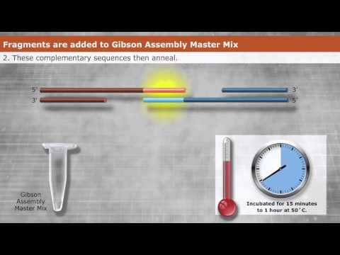 Introduction to Gibson Assembly