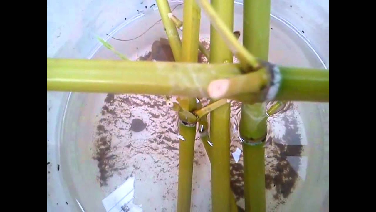 Como reproducir bamboo parte1 - YouTube